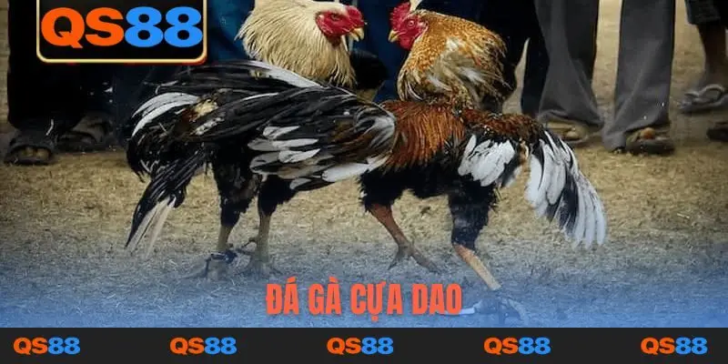 Đá gà cựa dao