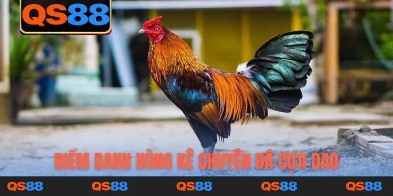 Điểm danh hùng kê chuyên đá cựa dao